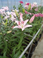 [1780 Sheila TL No02.JPG]